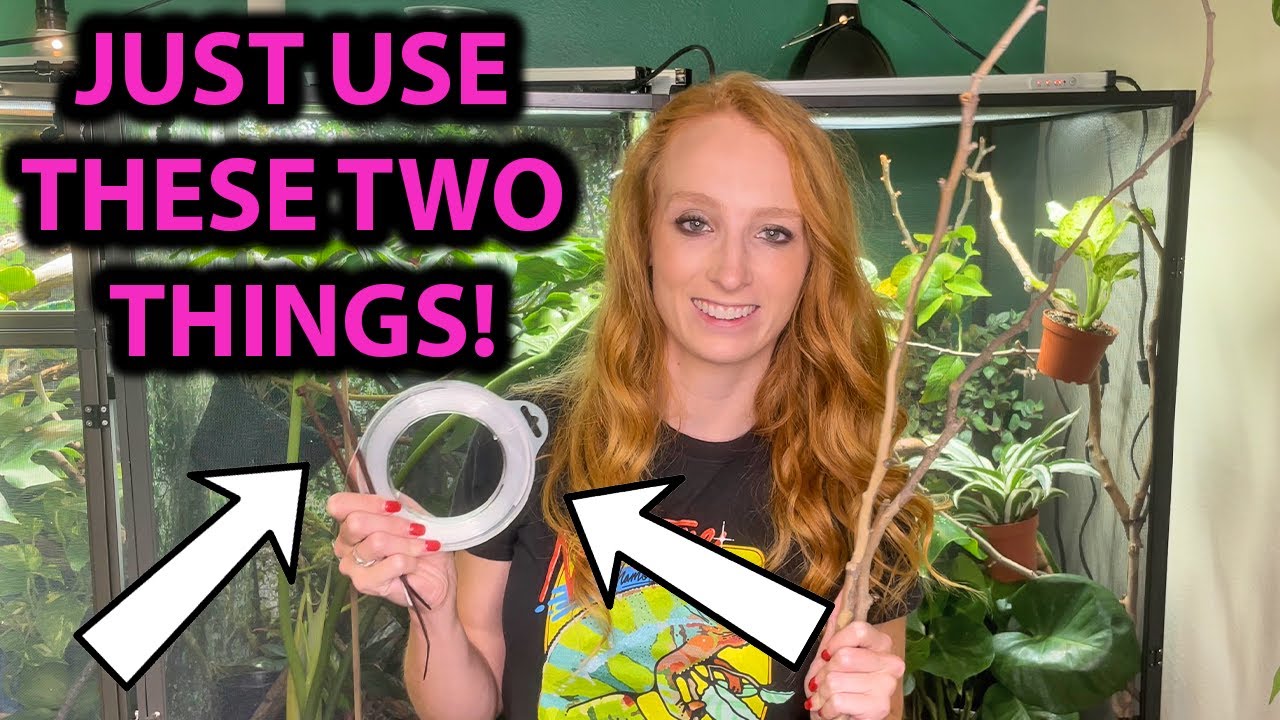 How to attach branches in a chameleon enclosure