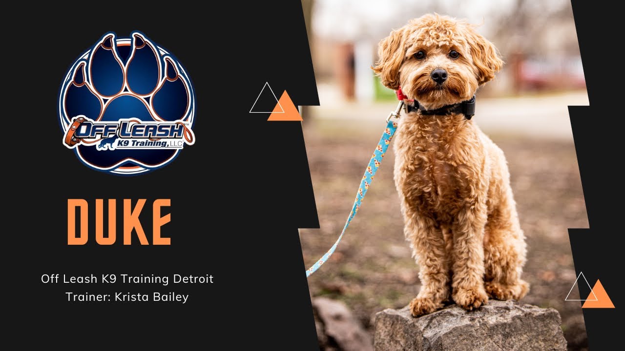 Pooton “Duke” | Hyper and Unmanageable to Amazingly Obedient | Trainer Krista Bailey
