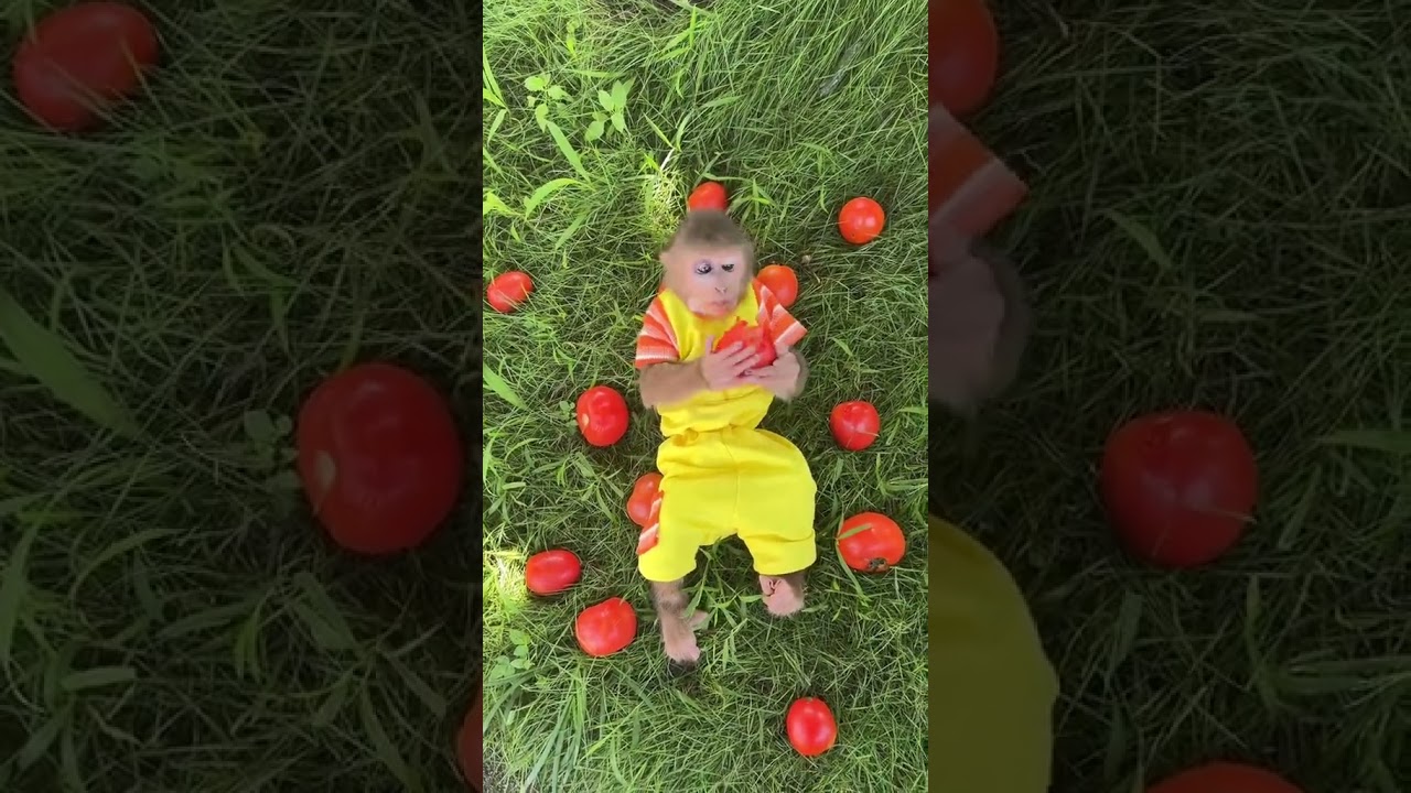 Please follow our new channel of Monkey Mynu