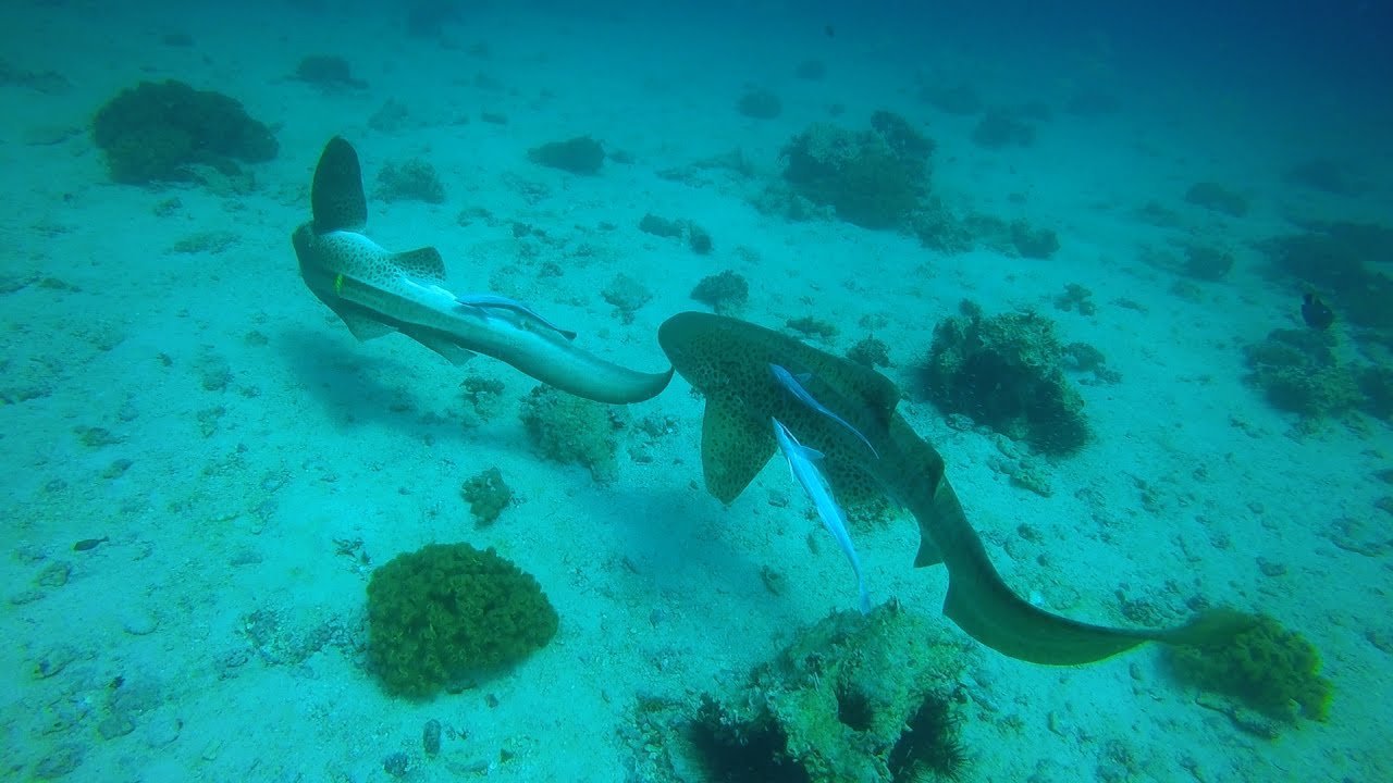 DIVING the Daymaniyat Islands in Oman