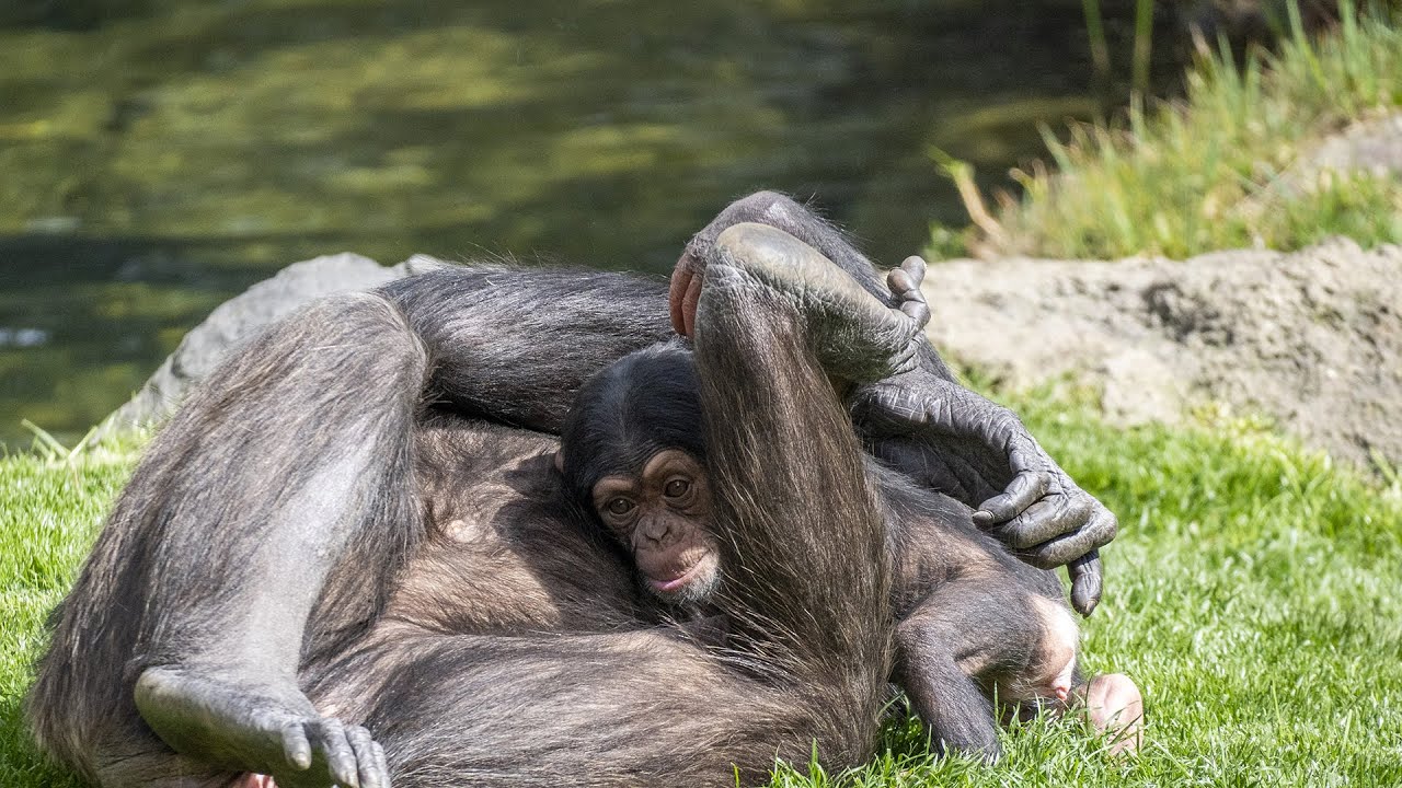 La cría de chimpancé (Pan troglodytes verus) nacida en BIOPARC Valencia cumple 10 semanas de vida 😍