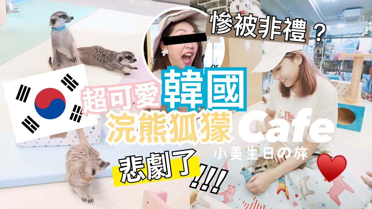 韓國首爾♡ 弘大超可愛動物Cafe! 被一群狐獴非禮？下一秒悲劇發生！ ft.小美, 金鈴, Kathy ｜BabyShadow