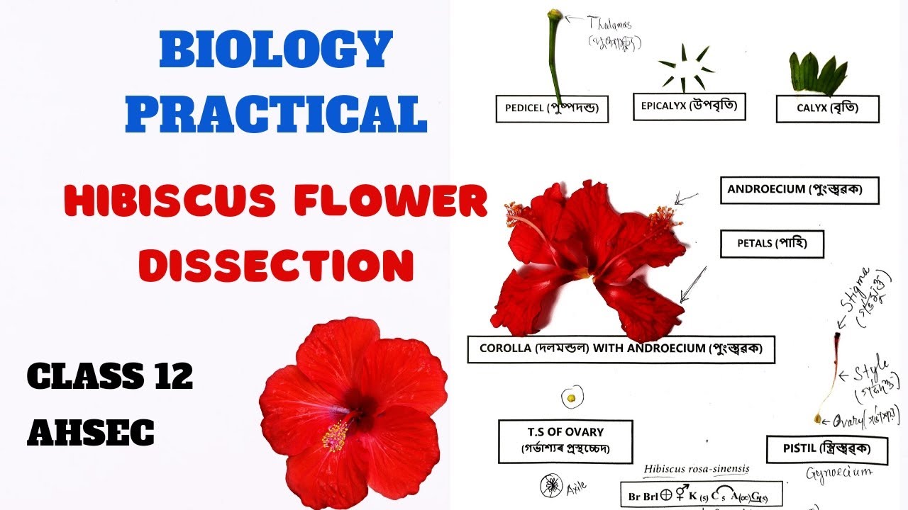HIBISCUS (জবা ফুল) FLOWER DISSECTION || CLASS 12 BIOLOGY PRACTICAL-3 #class12biologypractical #ahsec