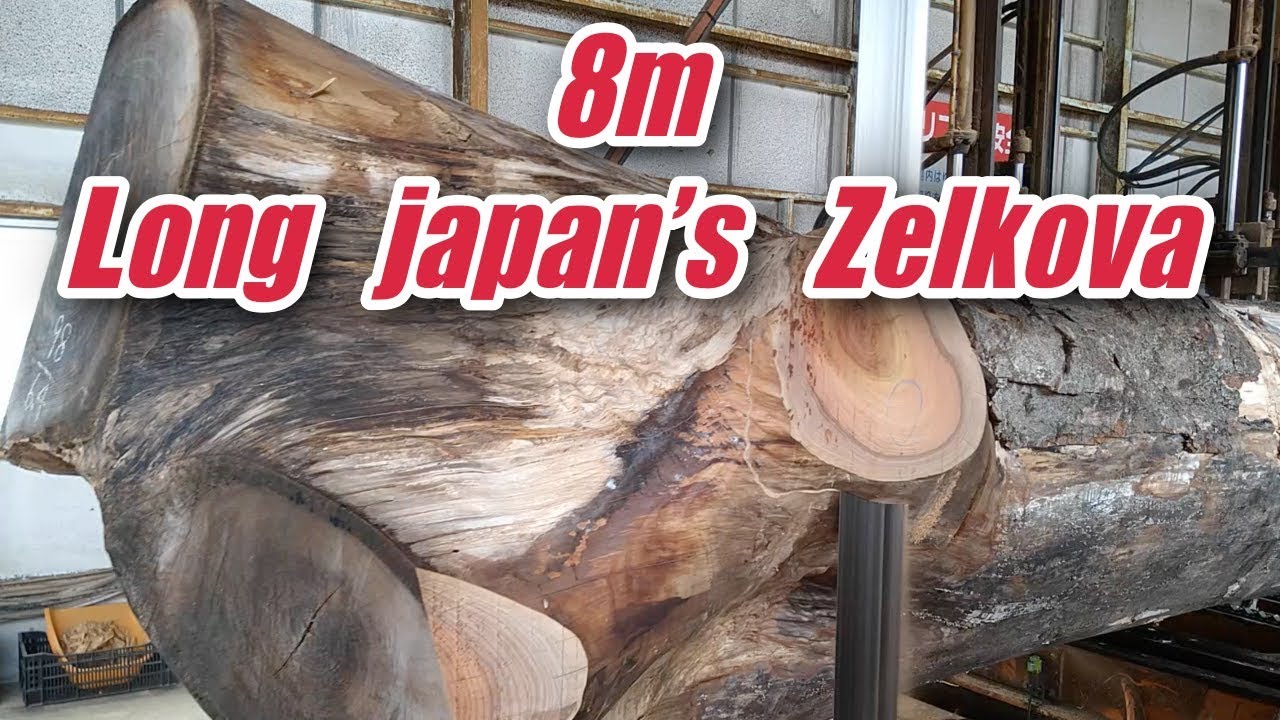 8m Long Japan's Zelkova