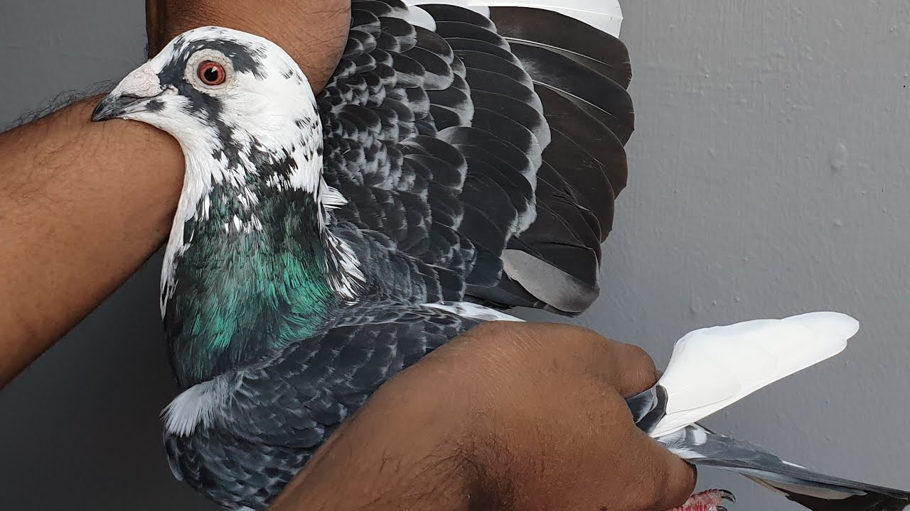 Our Homer Pigeons