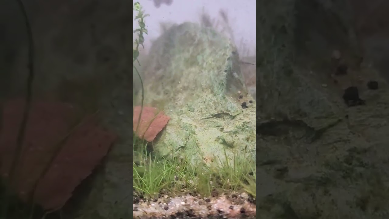 Planted Tank Aquarium Crash & Recovery Series: Part II - How Diagnose & Treat Bad Plant Rot or Melt