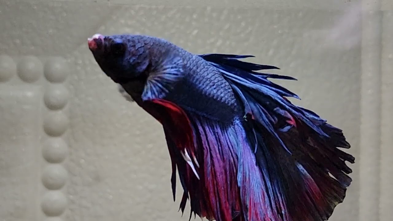The Fish That Changed Aquarium Lovers Forever