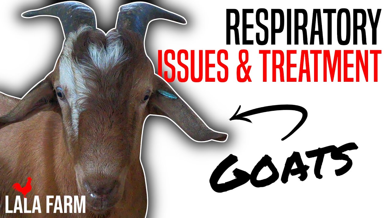 RESPIRATORY PROBLEMS IN GOATS: ISSUES AND TREATMENT