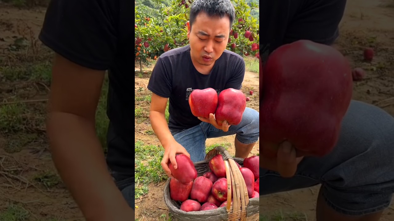 Amazing delicious red apple 🍎🍎 | Yummy Fresh apple harvest from Farm 🧺 #shorts #apple