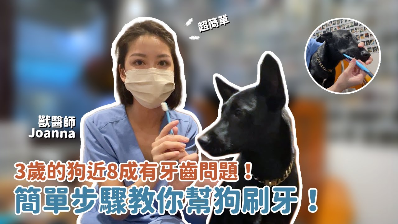 3歲的狗近8成有牙齒問題！簡單步驟教你幫狗刷牙！｜教他不要放棄他