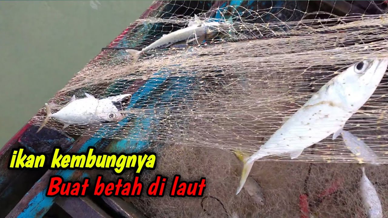 Net fishing indonesia | jaring ikan kembung, pukat hanyut