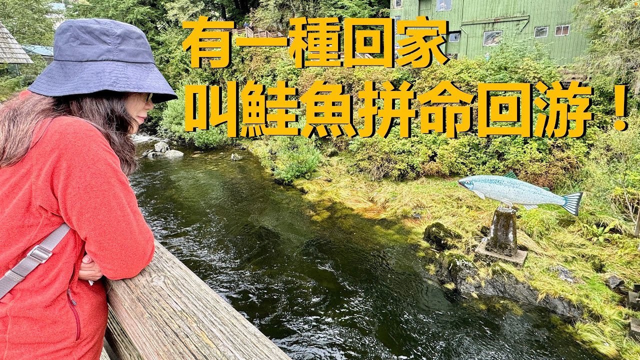 我第一次看到鮭魚回游，整個人靜下來了｜阿拉斯加凱契根 Ketchikan 的那一天