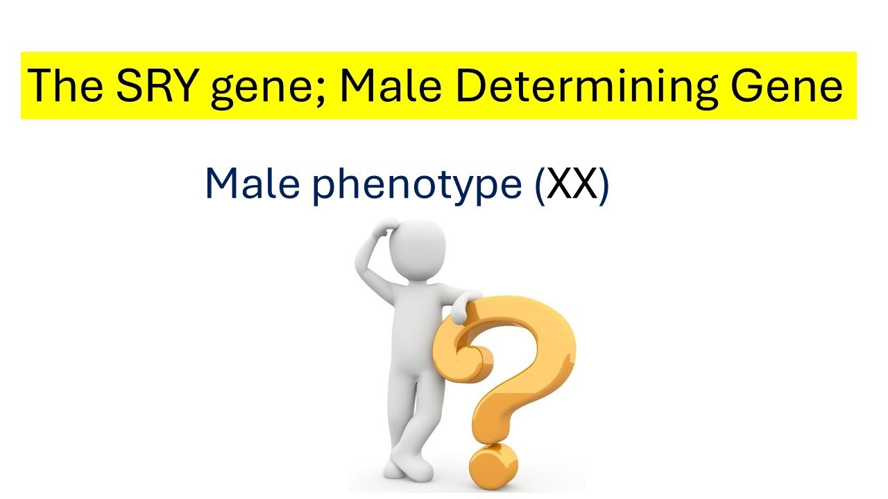 Определение пола у человека | Роль гена SRY | Мужской пол