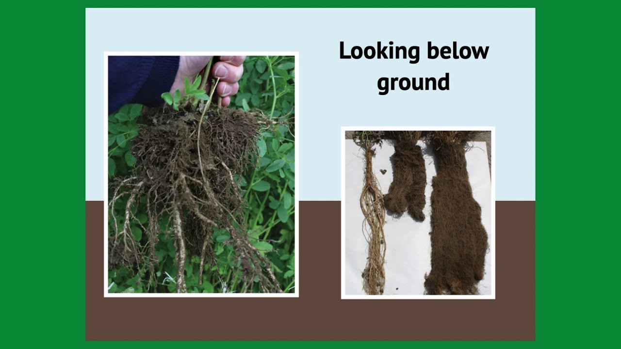 200 Years of Herbal Leys with Ian Wilkinson