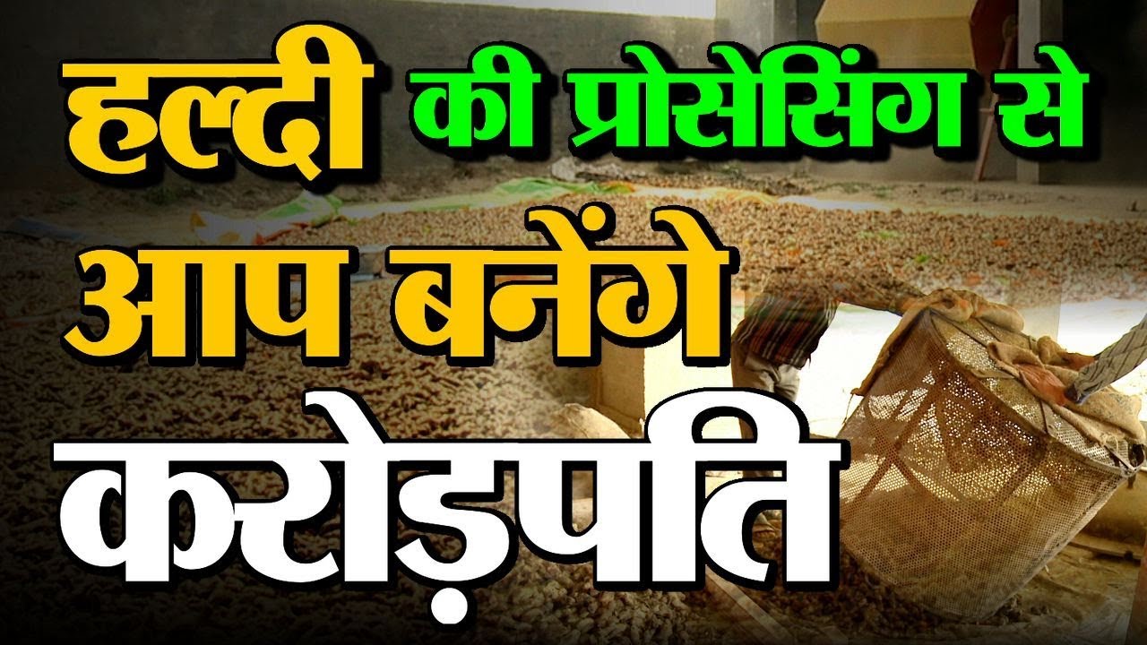 Turmeric Processing सही तरीके से करने के लिए अपनाएं यह विधि, शत-प्रतिशत मुनाफा की गारंटी