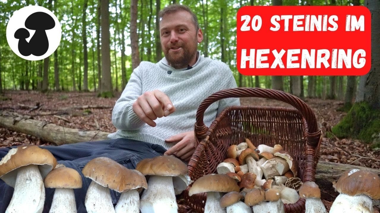 Steinpilze explodieren | Pilze sammeln im Oktober 2022