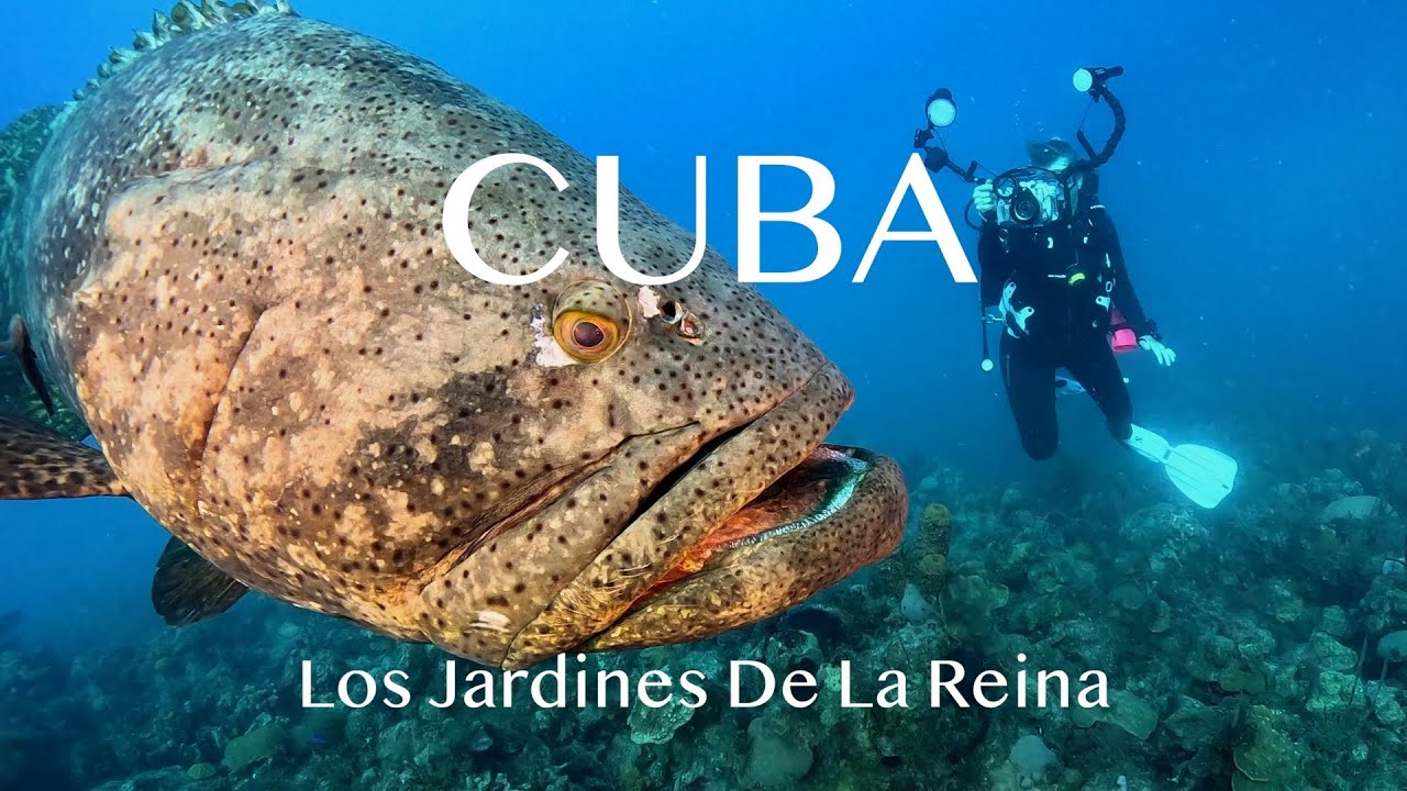 CUBA Los Jardines De La Reina, Garden of the Queen a Scuba Diving Adventure