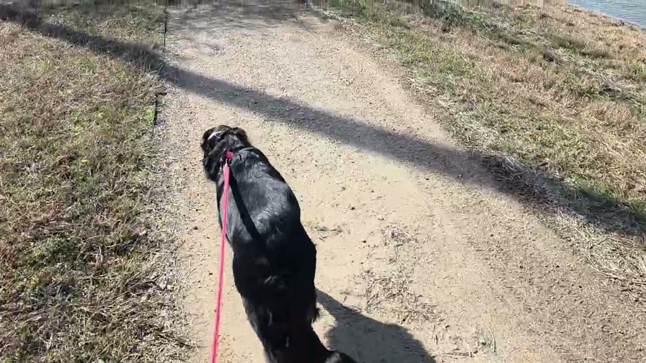🐕Очередная прогулка-болталка. #жизнь #vlog #dog #life 