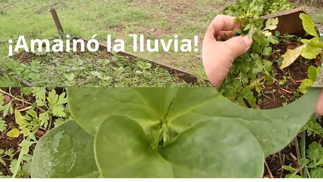 Amainó la lluvia/Una vuelta a las gallinas y al huerto#huerto #campo #bosque#gallinas#huerta