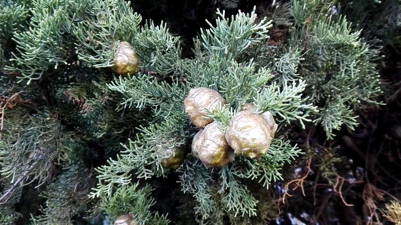 Cupressus sempervirens (Mediterranean cypress)