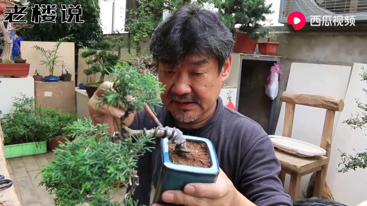 真柏修剪入盆一定要记得涂抹伤口愈合剂，更有利于它生长！