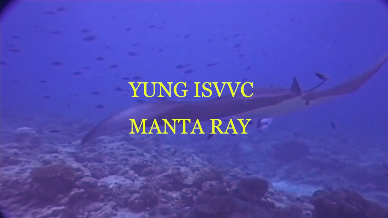 Yung Isvvc - Manta Ray (Hochoffizielles Audio)