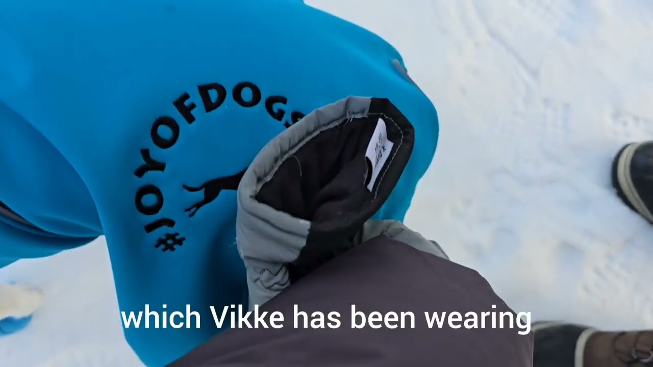 Dog winter jacket testing: ProWarmer and SportWarmer in freezing conditions