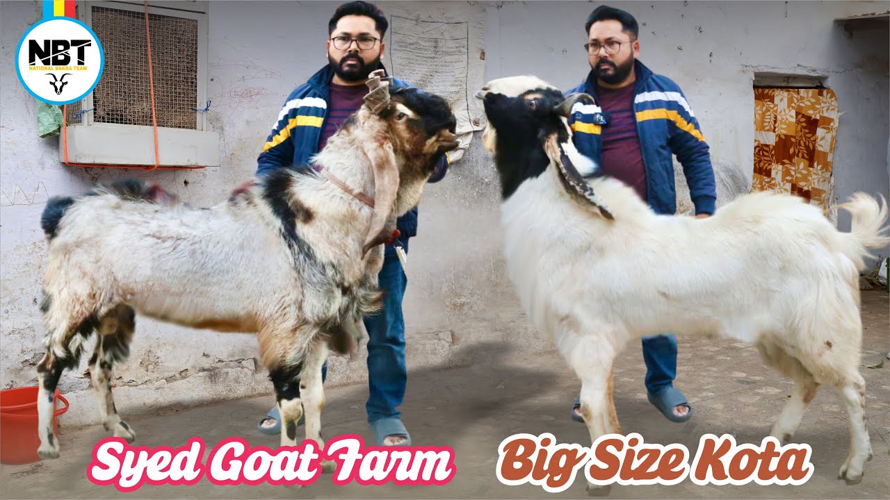 Big Size Kota Bakre At Syed Goat’s Bhopal