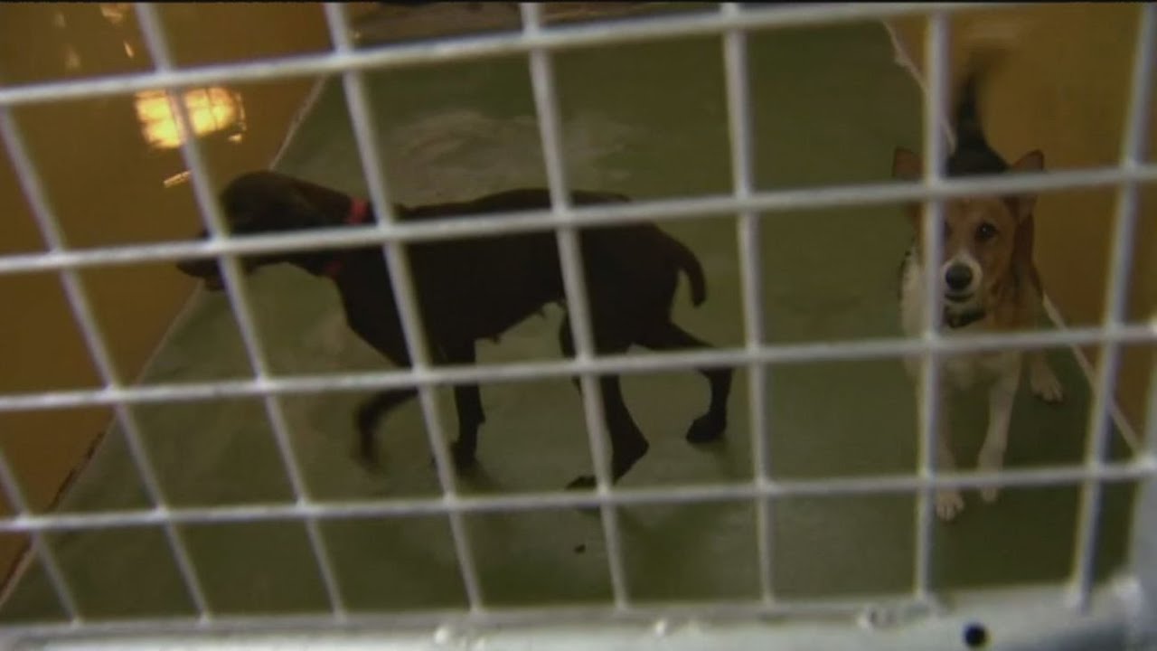 Récord de abandono de mascotas en las protectoras de Madrid tras el fin de las restricciones
