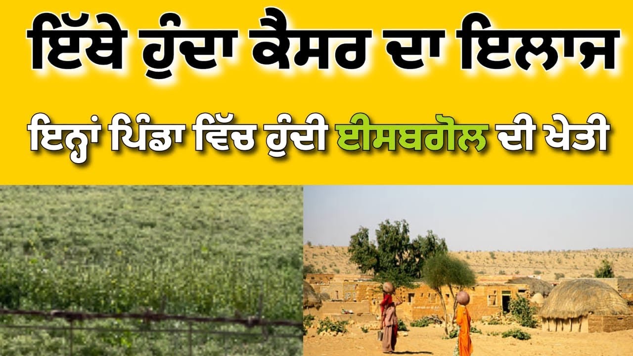ਬੀਕਾਨੇਰ ਕੈਸਰ ਹੱਸਪਤਾਲ,ਪਿੰਡਾ ਵਿੱਚ ਈਸਬਗੋਲ ਤੇ ਜੀਰੇ ਦੀ ਖੇਤੀ ।@