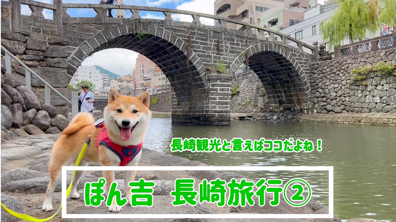 【豆柴】長崎旅行２日目！市内観光とドッグランを思う存分楽しみました！【＃58】