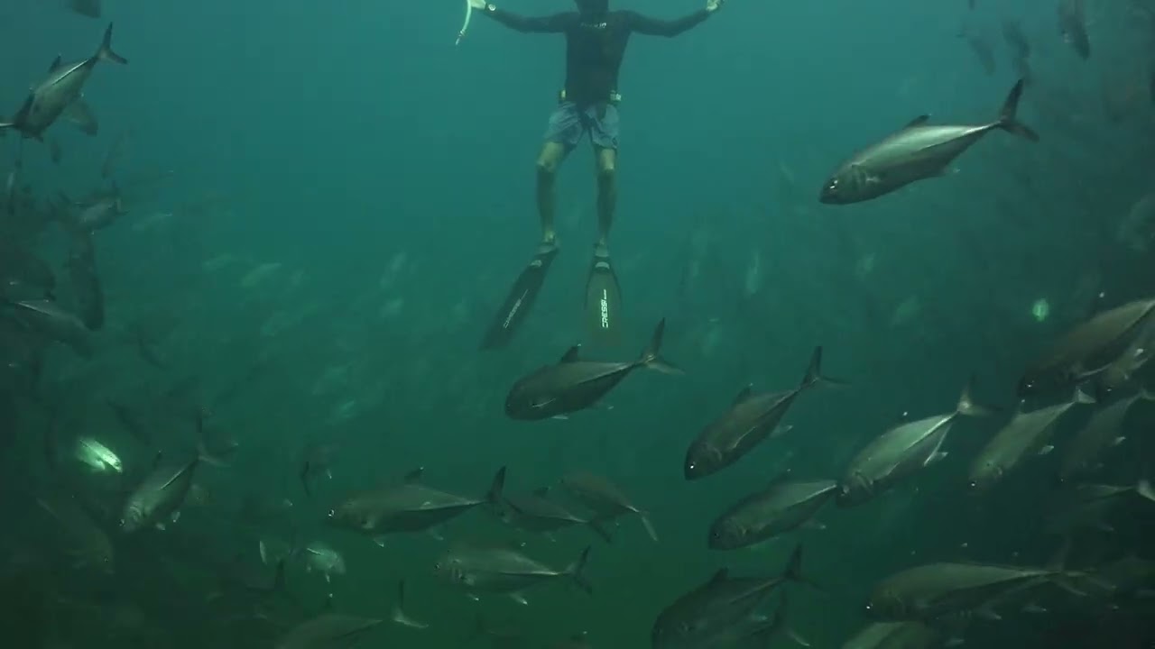 Underwater World of Sail Rock Gulf of Thailand : Episode 02 March 2026 #sailrock