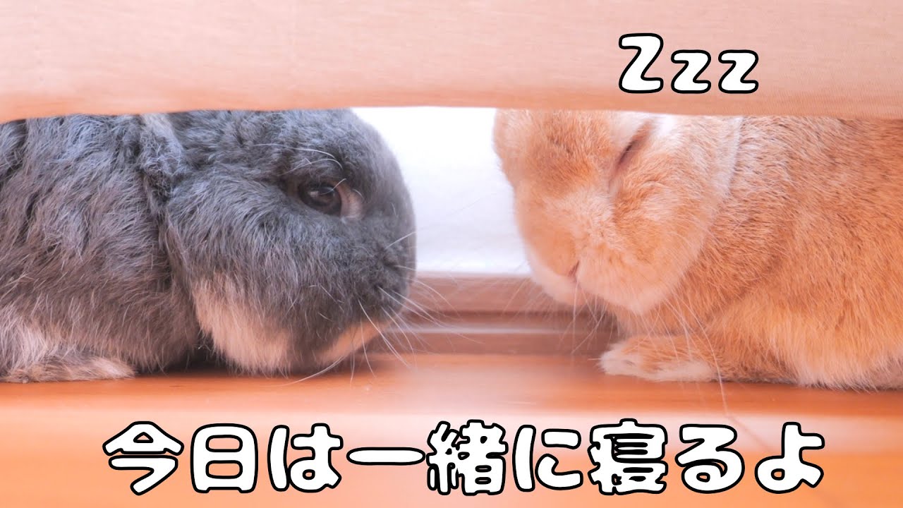 お互いイタズラして喧嘩しないか不安でしたが、最終的には一緒に眠ってすごく可愛かったです【No.1728】