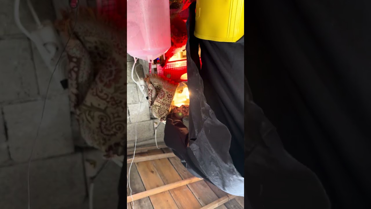 Köy yaşamı tavuk civciv kümes hayvanları doğal yaşam