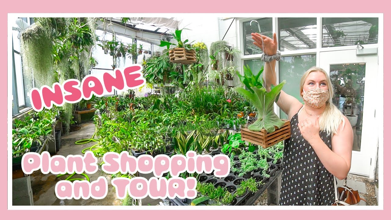 *INSANE* Houseplant Plant Tour & HAUL! Go Plant Shopping us at Orchid Dynasty! ORCHID HEAVEN!