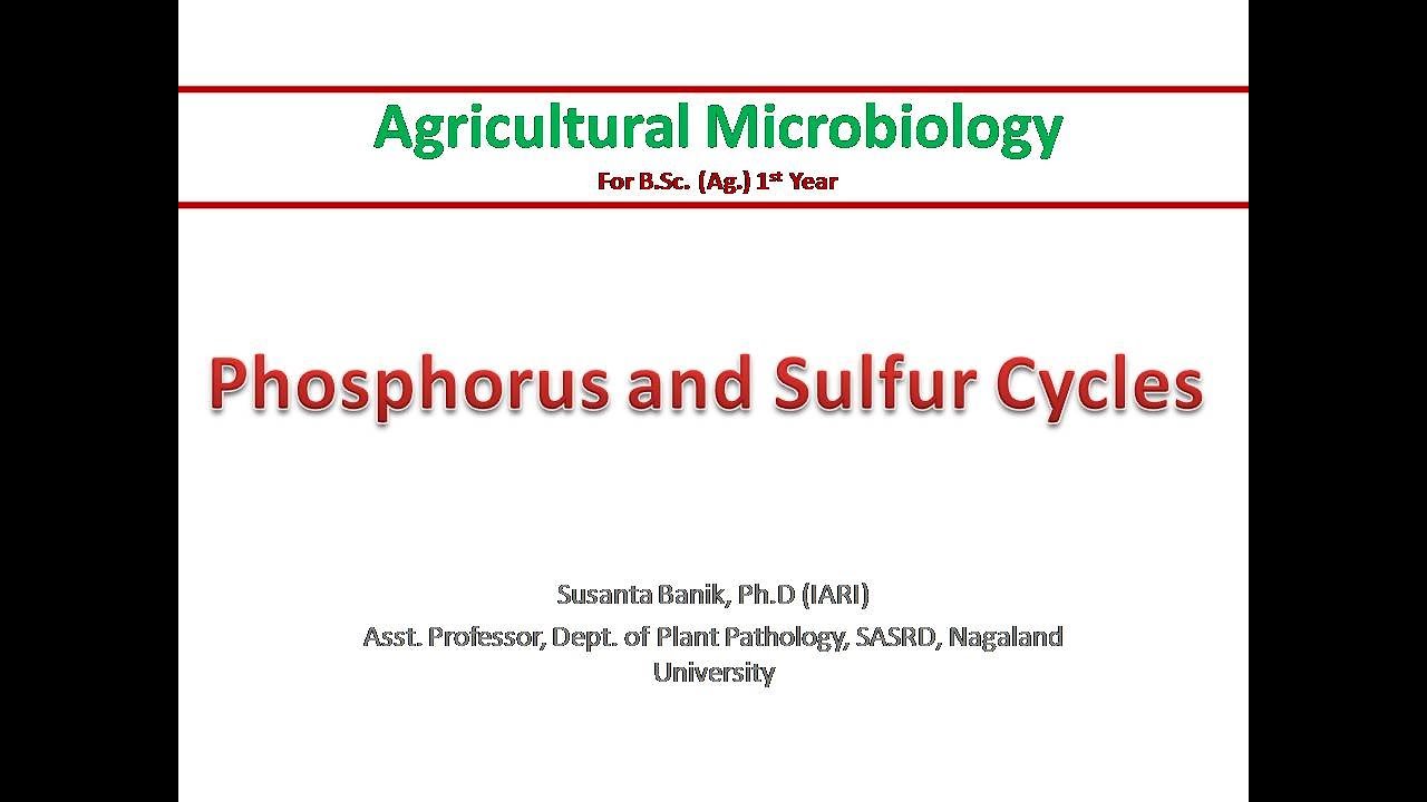 Phosphorus and sulfur cycles | PSB | Mineralization & Immobilization