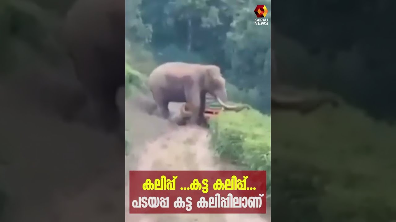കലിപ്പ് തീർത്ത് പടയപ്പ | Kairali News