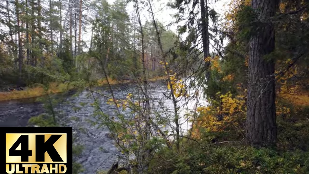 Finnish Forest Walk in Autumn (Ilomantsi, Finland)