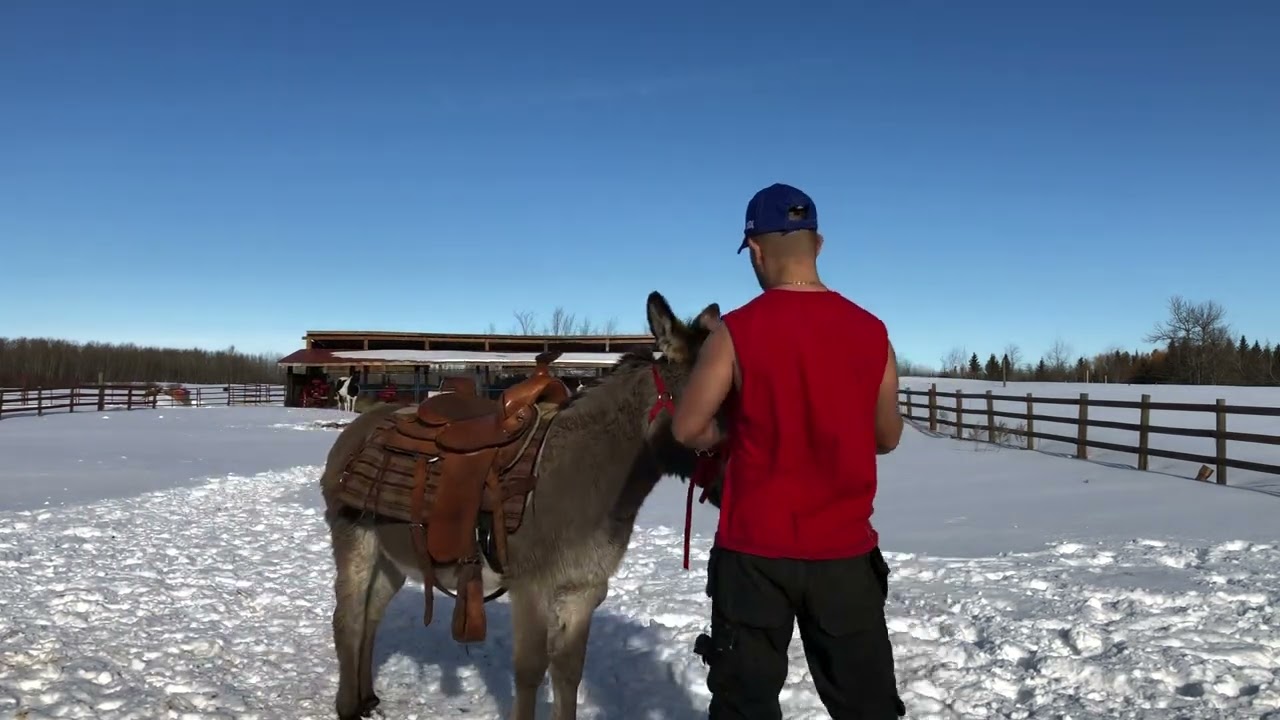 Canada 2022 Fernando and training a Donkey to be friendly with people