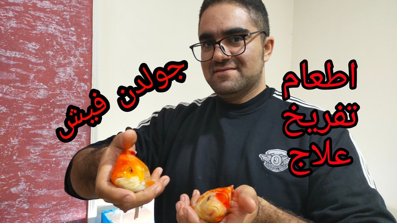 #اطعام_تفريخ اسماك الجولد فيش Goldfih