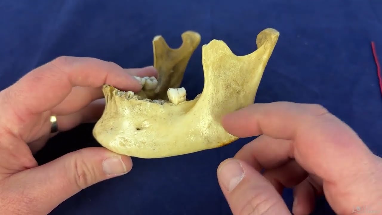 Mandibula