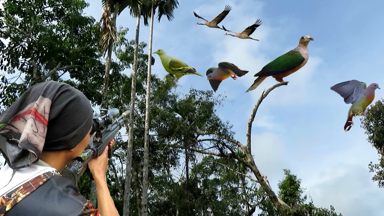 full video : hunting pergam birds, punai in the middle of the forest