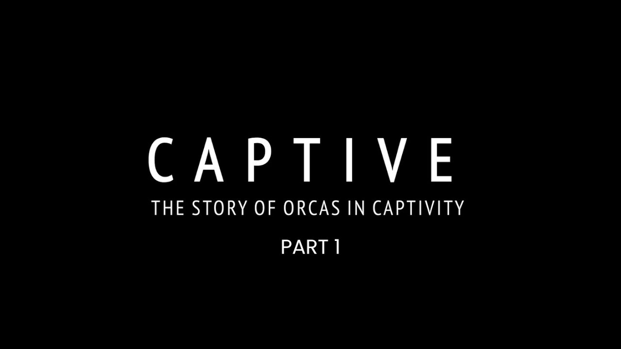 CAPTIVE (Part 1) - the story of orcas in captivity