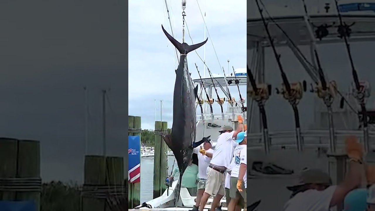 Catching a 500 pound blue marlin can net up to $1.7 million
