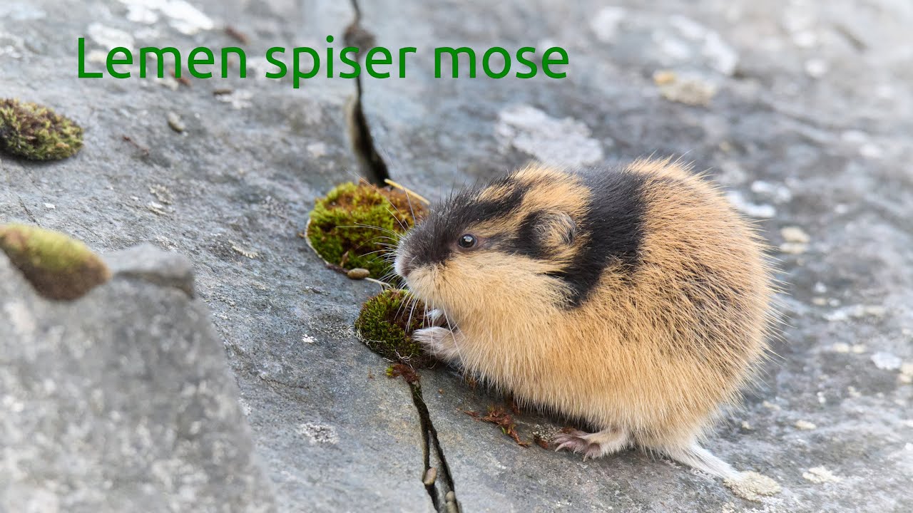 Lemen spiser mose, Lødingen. Lemming eating moss.