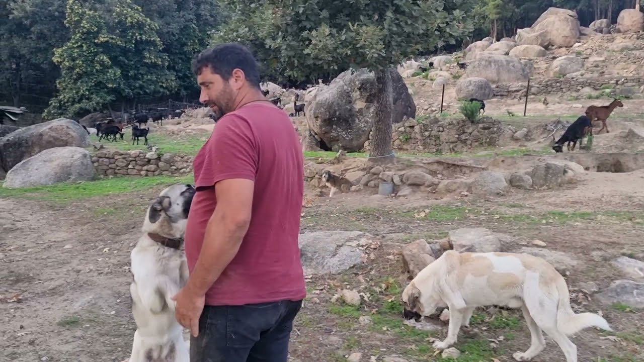 Vamos a encerrar las cabras 🐐.