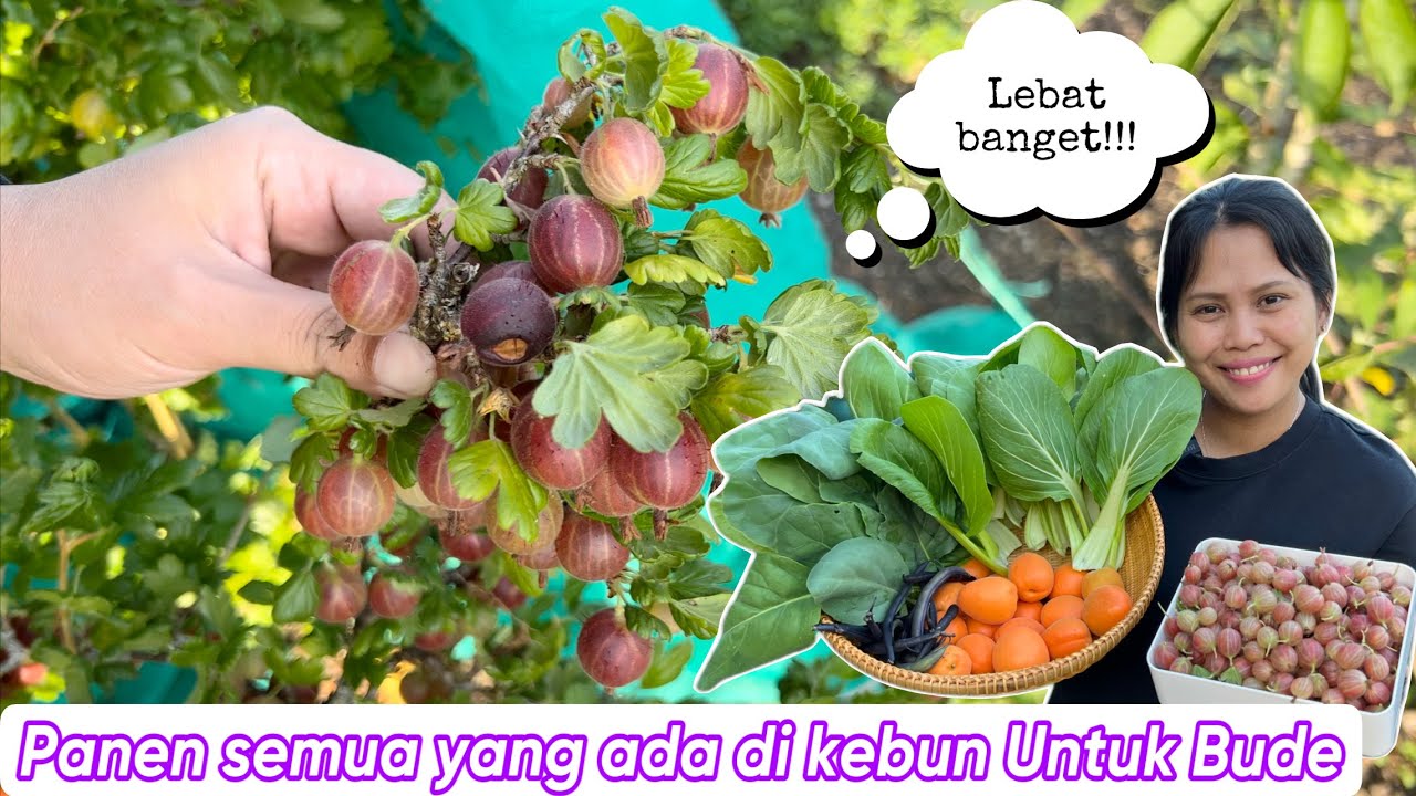PANEN SEMUA YANG ADA DIKEBUN UNTUK BUDE || UPDATE BUAH SURGA DAN BLACKBERRY