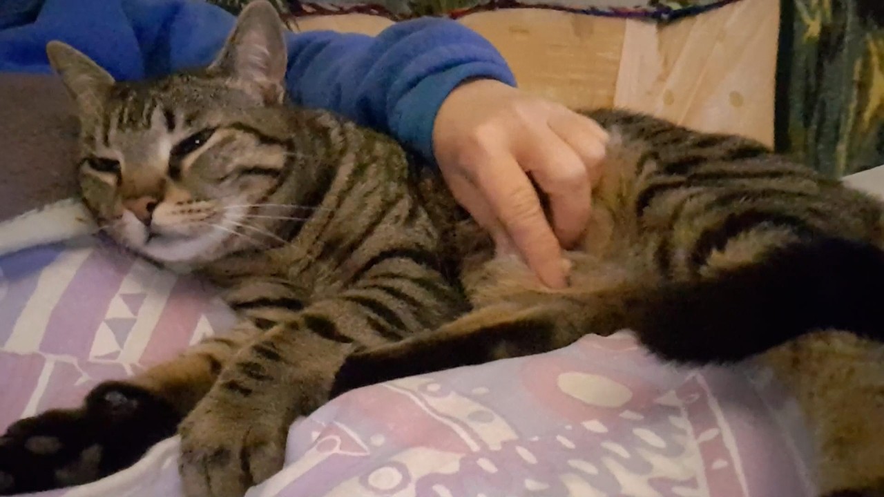 I won't let you leave, human..