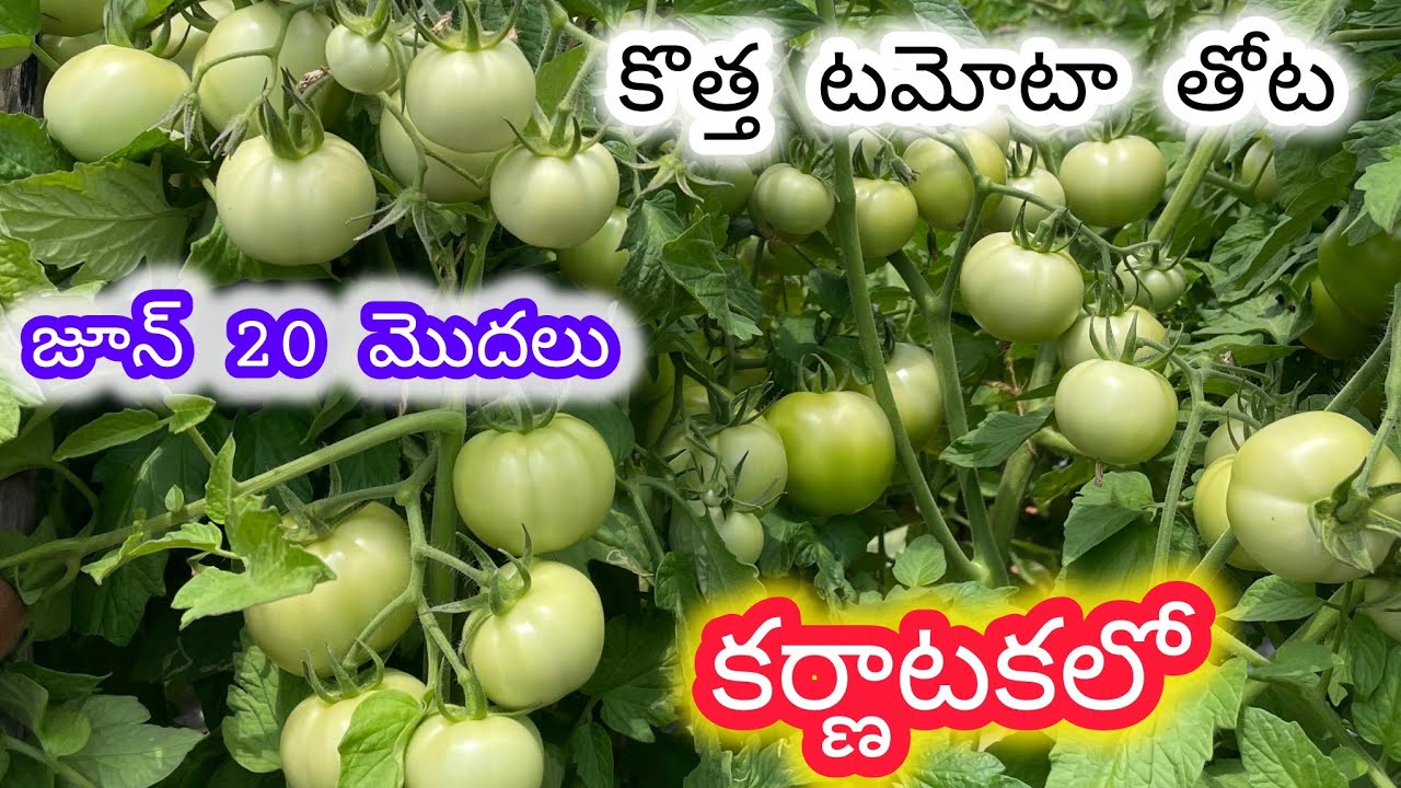 New tomato crop information #newtomatocrop #anantapurtomatorates  #farming #Anantapurnewtomatocrops 