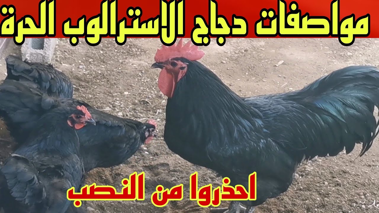 حضي راسك لا ينصبوا علك ها كيفاش تعرف مواصفات دجاج الاسترالوب الحرة